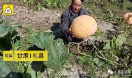 礼县吃瓜网红是谁啊图片,揭秘网络红人的魅力瞬间