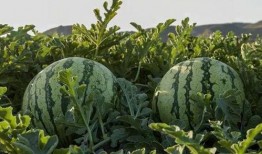 四川吃瓜网红是谁