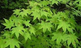 青枫最新爆料,娱乐圈最新爆料大起底