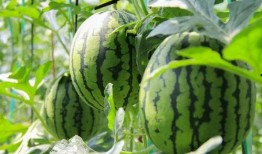 吃瓜网-免费吃瓜,免费吃瓜，畅享娱乐盛宴