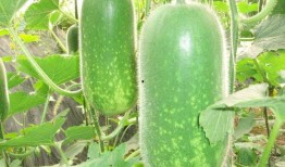 吃瓜网红故事简介图片,揭秘网红吃瓜背后的故事