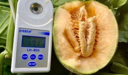吃瓜大全免费,吃瓜大全带你领略明星幕后故事