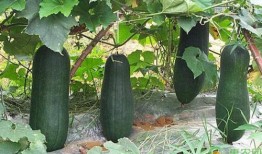 诸暨网红吃瓜事件,揭秘网络舆论背后的真相与反思