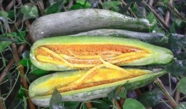 诸暨网红吃瓜事件,揭秘网络舆论背后的真相与反思