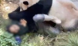 熊猫饲养员最新爆料新闻,最新爆料揭示国宝生活幕后真相