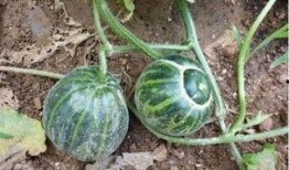 东北吃瓜网红叫什么名字,揭秘“瓜王”背后的故事